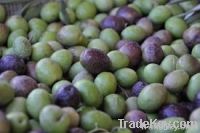 Fresh Black and Green Olives