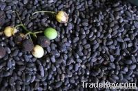 Jatropha Seeds