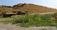 Barley Straw