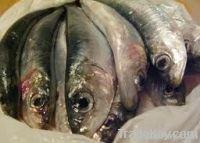 Sardine