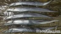 Ribbon Fish