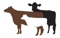 Pedigree cattle, in-calf heifers