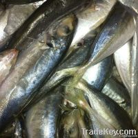 Frozen Horse Mackerel