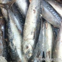 Frozen Bonito Tuna