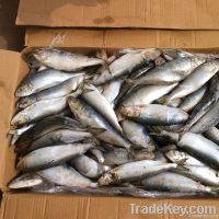 Frozen Sardine Fish