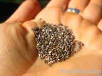 https://cn.tradekey.com/product_view/Best-Qualtiy-99-Pure-Raw-Hemp-Seeds-Bag-Seed-Chia-Seed-5149849.html