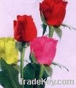 Rose Flowers