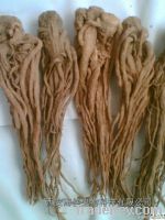 Angelica Extract Powder