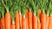 Fresh Asparagus/Fresh Broccoli/Fresh Burdock/Fresh Cabbages/Fresh Carrots/Fresh Cassava/Fresh Cauliflower/Fresh Garlic/Fresh Ginger/Fresh Okra/Fresh Onions/Fresh Peppers/Fresh Potatoes/Fresh Radish/Fresh Sweet Potatoes/Fresh Taro/Fresh Tomatoes