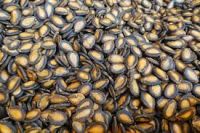 Flax Seeds/Chia Seeds/Sesame Seeds (White and Black)/Black Cumin Seeds/Zegher seed/Cloves(Dried Cloves)/Black Melon Seeds/White Pepper/ Black Pepper/Coriander Seeds/cumin seed/Watermelon Seeds/Castor seeds/Cotton seeds/Alfalfa seeds/Sunflower seeds/Neem s