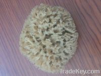 Natural Sponge