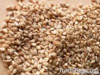 Sesame Seeds