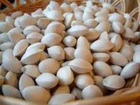 Best Quality Ginkgo Nuts