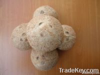 Fresh Coconut (Coconut without Top Cover)