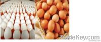 Sell Fresh Eggs