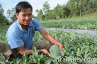 Watermelon Viet Nam