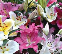 Oriental or Asiatic Lilies