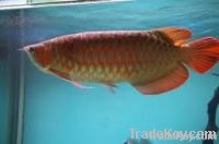 Arowana Fishes