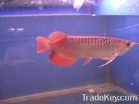 Arowana Fishes