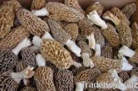 Dried Morel Muhsroom