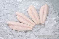 PANGASIUS