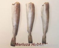 Merluccius Hubbsi