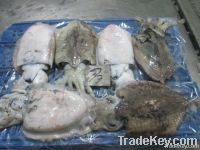 Cuttlefish (W/R)