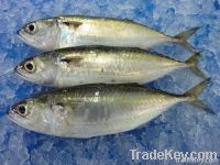Indian Mackerel