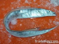 Ribbon fish