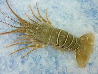 Lobster