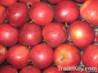 Delicious Apple | Royal Gala Apple