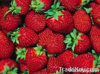 Strawberry for sale