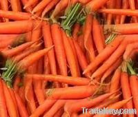 carrots