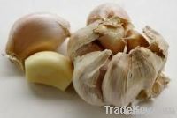 Garlic