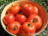 Fresh Tomatoes For Sale