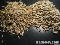 Grass Seeds For Sale