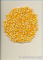  Maize | Maize Exporter | Corn Grain Seller | Maize Buyer | Bulk Maize Grain Importer | Corn bean Buyer | Corn bean Wholesaler | Corn Grain Manufacturer | Best Quality Corn Grain | Cheap Maize Supplier | Low Price Corn | Yellow Corn | White Cron | Baby Ma