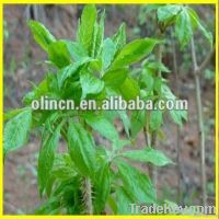 Siberian Ginseng P.E. Extract