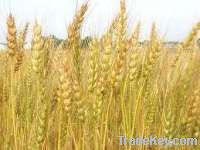 Organic Wheat Seeds