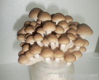 Brown-Shimeji Mushroom