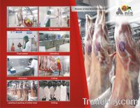 Halal Fresh Chiled & Frozen Meat From Pakistan