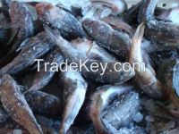 Azov Bullhead Frozen