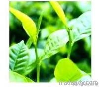 epimedium extract