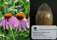 Echinacea Extract