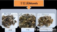 Dried morel morchella mushroom