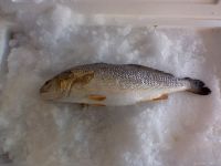 Channel Bass(Red Drum, Red Fish