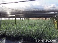 Olive Trees (Olive Nursery)