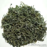 New type of Machine Dried cut sea kelp seaweed laminaria