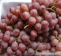 Fresh Farm Globe Grapes