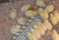 Poultry Feed - Chicken Starter Feed